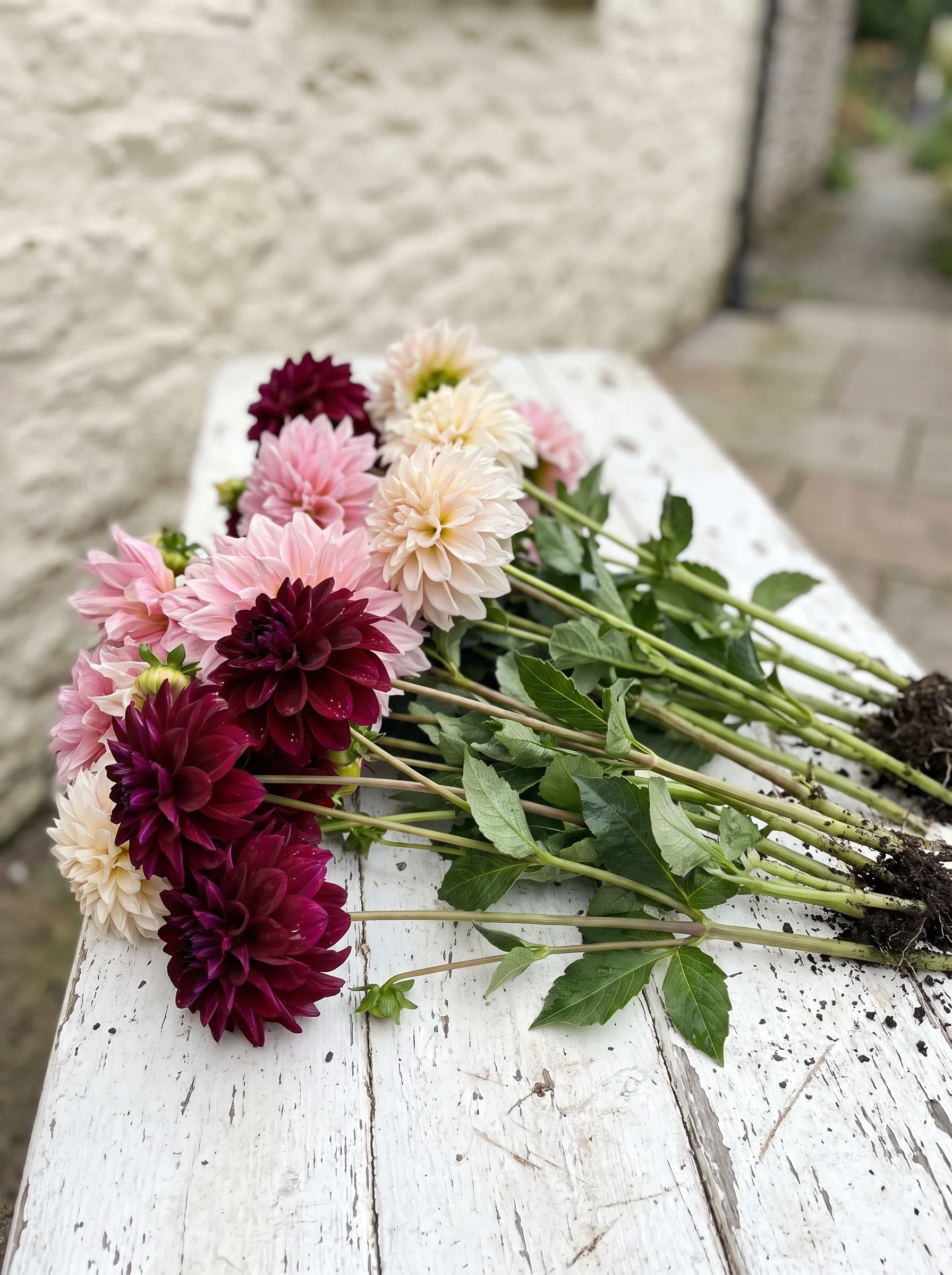 Multiple cut dahlia stems in deep red, pink, and blush lie on a weathered white wooden bench with soil on the roots.