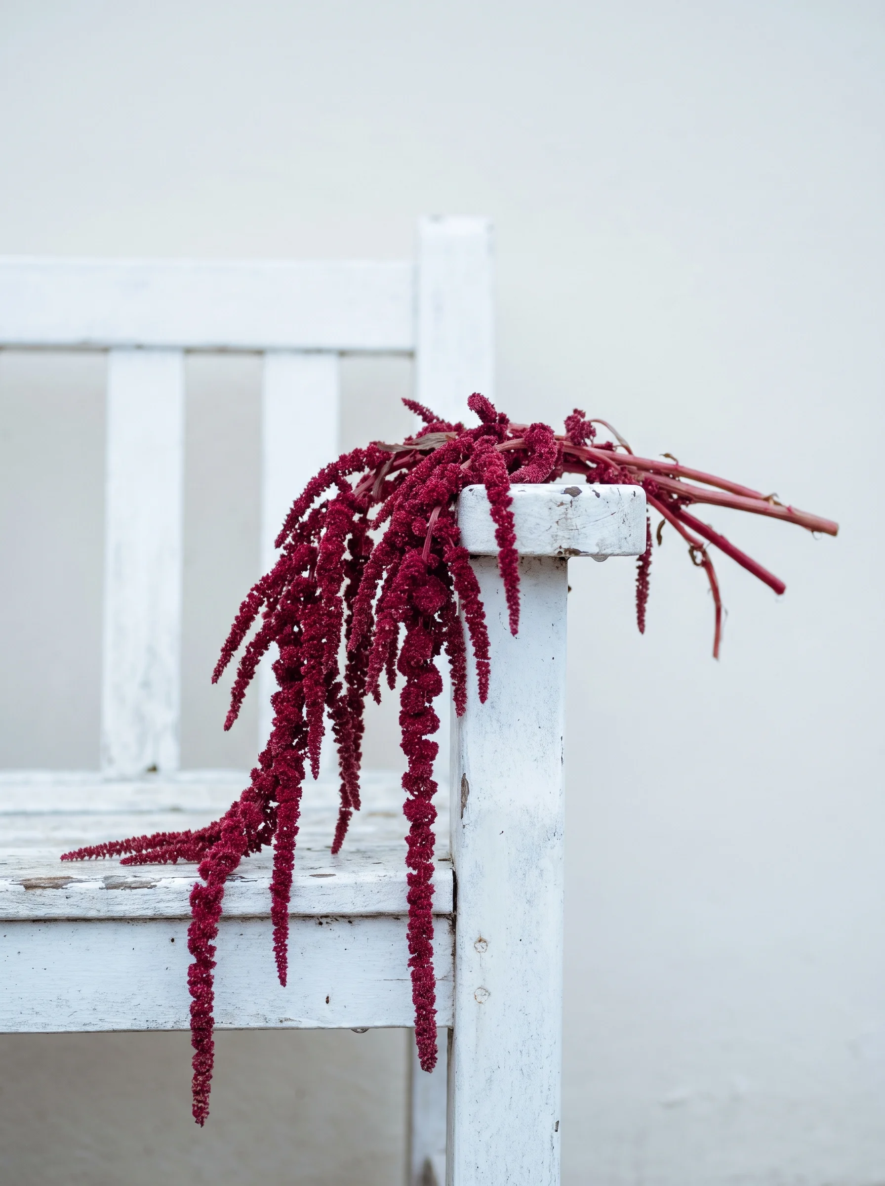 Dark red trailing amaranthus tassels hanging over the edge of a white wooden bench.