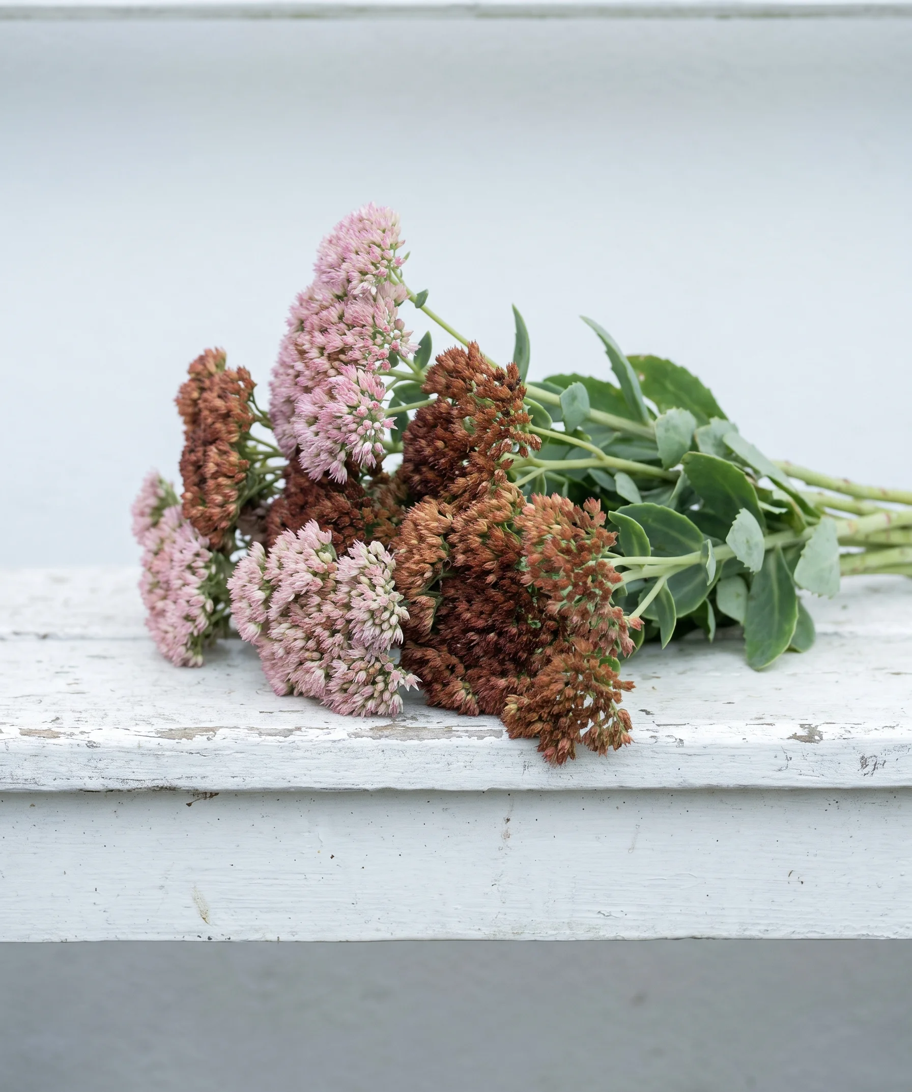 Thick sedum stems with flat heads turning from dusty pink to rust, laid on a white bench
