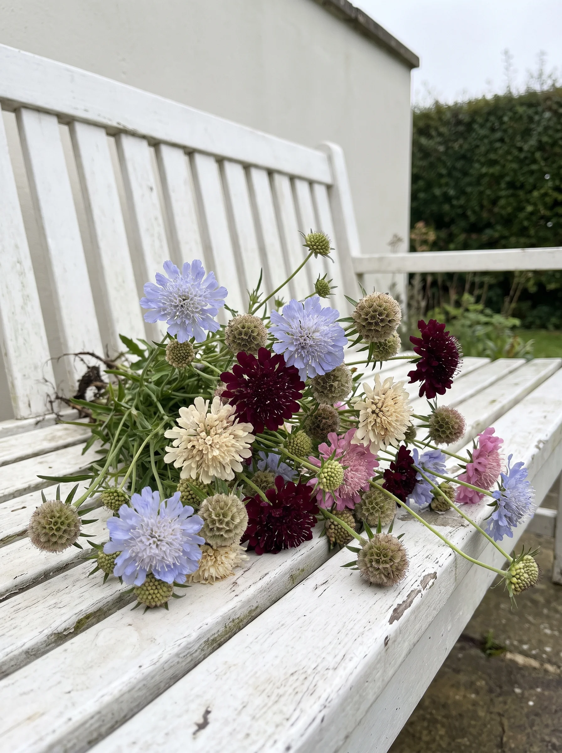 Burgundy and pale blue scabious with round green seed heads on a white bench
